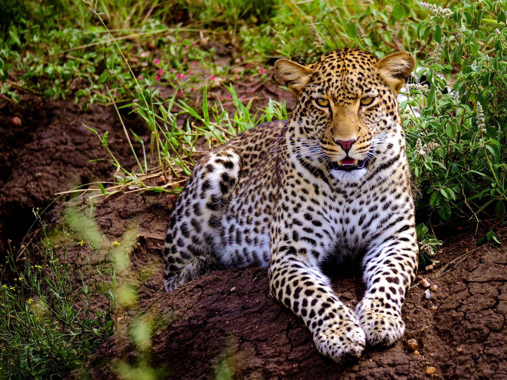 Leopard in Ngorongoro