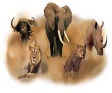 The Big Five of Tanzania Wildlife Safaris