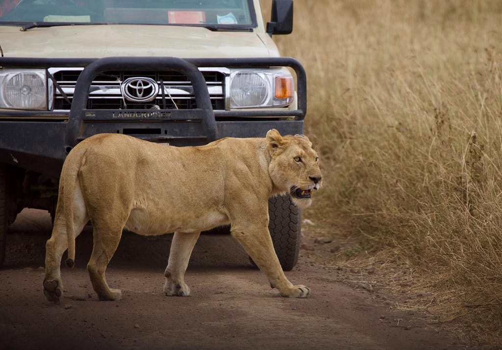 Lioness in Front of Safari Vehicle