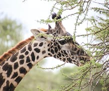 Brown Giraffe Eating Tree in Serengeti