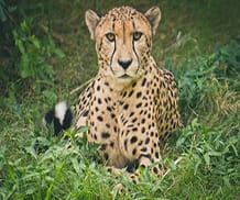 Brown Cheetah Lying on Green Grass Ground