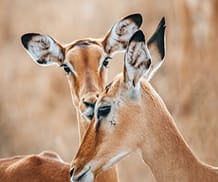 Impalas in the Ngorongo National Park