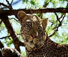 African Leopard atop a Tree in Serengeti