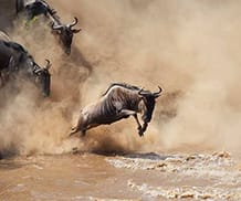 Wildebeest Mara River Crossing