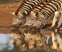 Zebras in Serengeti Drinking Water