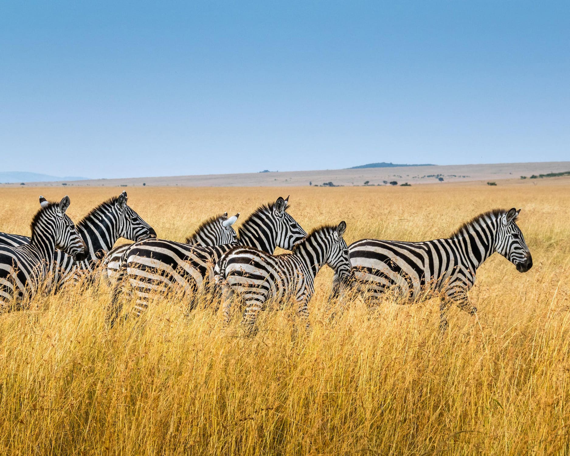 Zebras in Serengeti Park