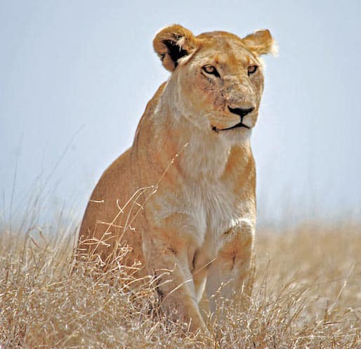 Lioness in Ngorongoro Park