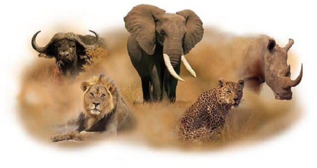 The Big Five of Wildlife Safaris