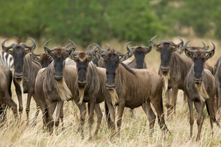 Wildebeest in the Serengeti National Park during the Migration